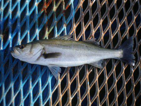オリジナルメーカー海づり公園(市原市海づり施設) 釣果