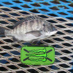 オリジナルメーカー海づり公園(市原市海づり施設) 釣果