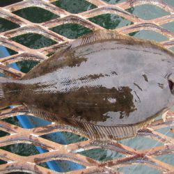 オリジナルメーカー海づり公園(市原市海づり施設) 釣果