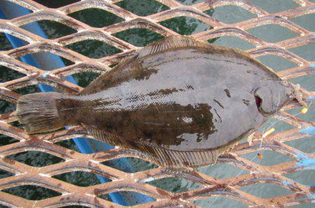 オリジナルメーカー海づり公園(市原市海づり施設) 釣果