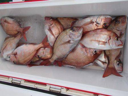 第二むつ漁丸 釣果