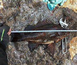 第八有漁丸 釣果