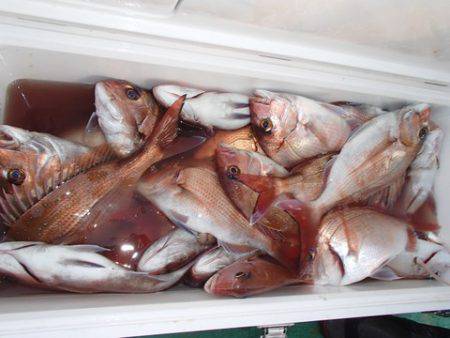 第二むつ漁丸 釣果