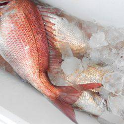 こうゆう丸 釣果