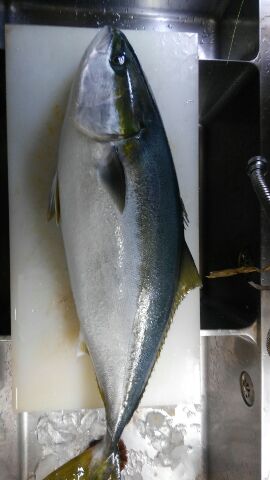 東京湾探釣隊ぼっち 釣果
