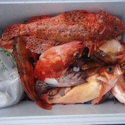 第二むつ漁丸 釣果