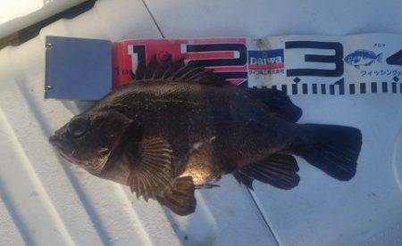 めだか屋 釣果