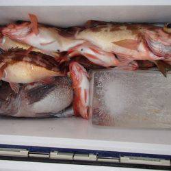 第二むつ漁丸 釣果