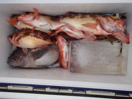 第二むつ漁丸 釣果