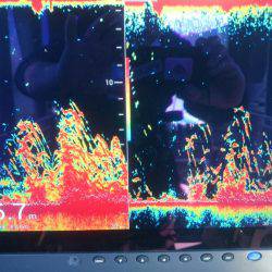 深川 吉野屋 釣果