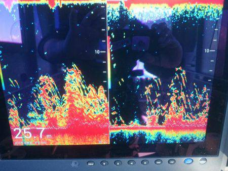 深川 吉野屋 釣果