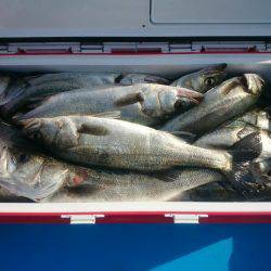 深川　吉野屋 釣果