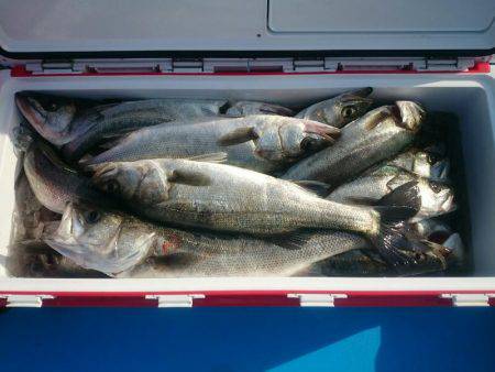 深川　吉野屋 釣果