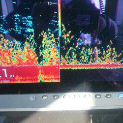 深川　吉野屋 釣果