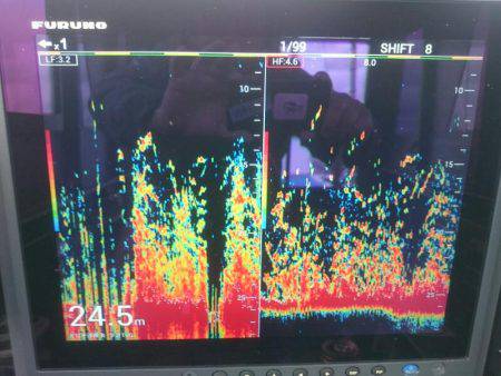 深川 吉野屋 釣果