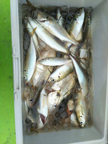 深川 吉野屋 釣果