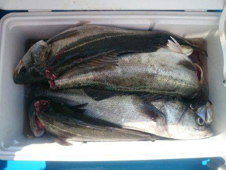 深川 吉野屋 釣果