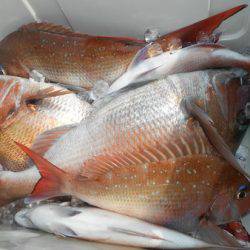 こうゆう丸 釣果