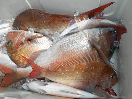 こうゆう丸 釣果