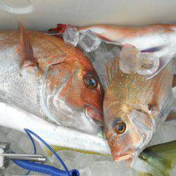 こうゆう丸 釣果