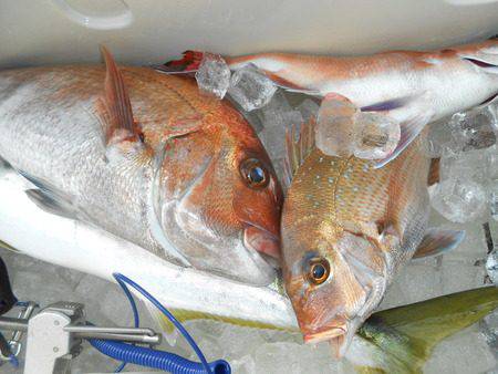 こうゆう丸 釣果