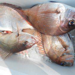 こうゆう丸 釣果