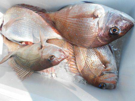 こうゆう丸 釣果