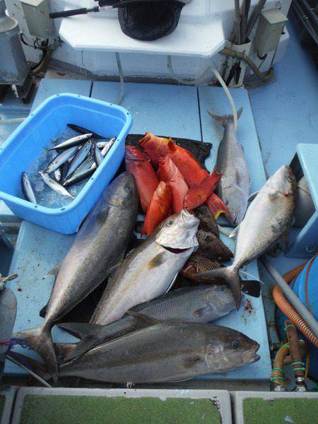 オーシャンパイオニア 釣果