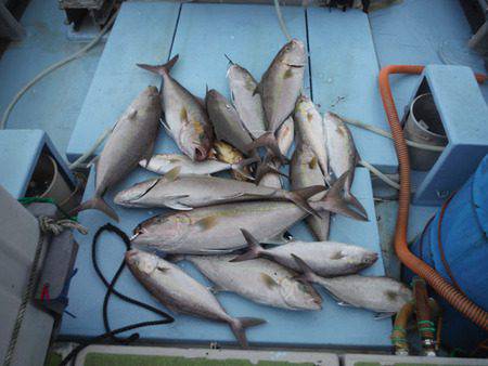 オーシャンパイオニア 釣果