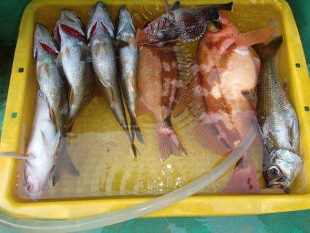 第二むつ漁丸 釣果