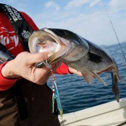 Magic（マジック） 釣果