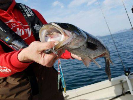 Magic（マジック） 釣果