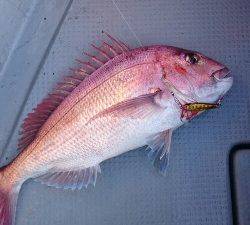 IDATEN（イダテン） 釣果