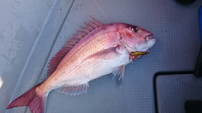 IDATEN（イダテン） 釣果