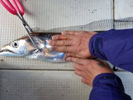 遊漁船　ニライカナイ 釣果