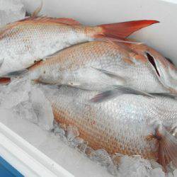 こうゆう丸 釣果