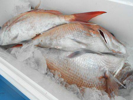 こうゆう丸 釣果