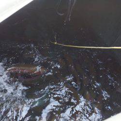 フィッシングレイクたかみや 釣果