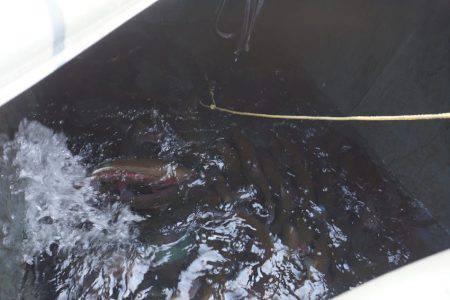 フィッシングレイクたかみや 釣果