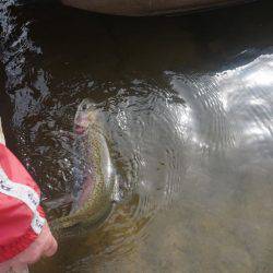 フィッシングレイクたかみや 釣果