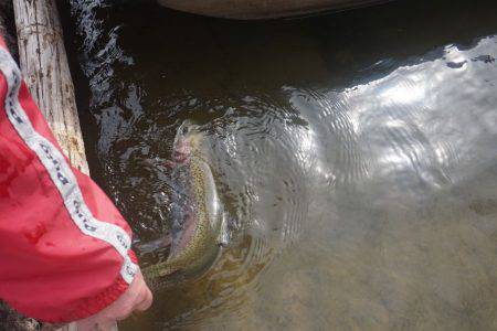 フィッシングレイクたかみや 釣果