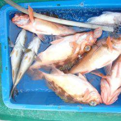 第二むつ漁丸 釣果