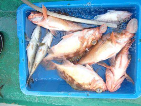 第二むつ漁丸 釣果
