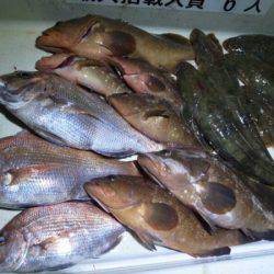 Magic（マジック） 釣果