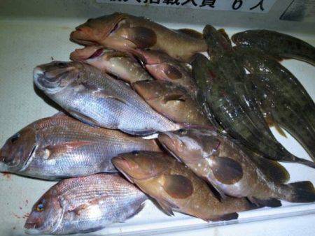 Magic（マジック） 釣果