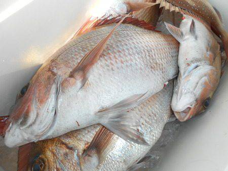 こうゆう丸 釣果