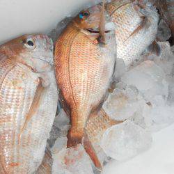 こうゆう丸 釣果