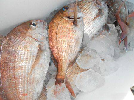 こうゆう丸 釣果