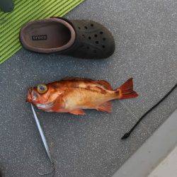 へいみつ丸 釣果