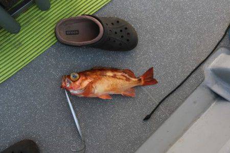 へいみつ丸 釣果